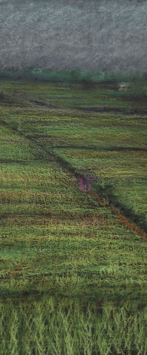 Ricefields, Yilan by David Lloyd