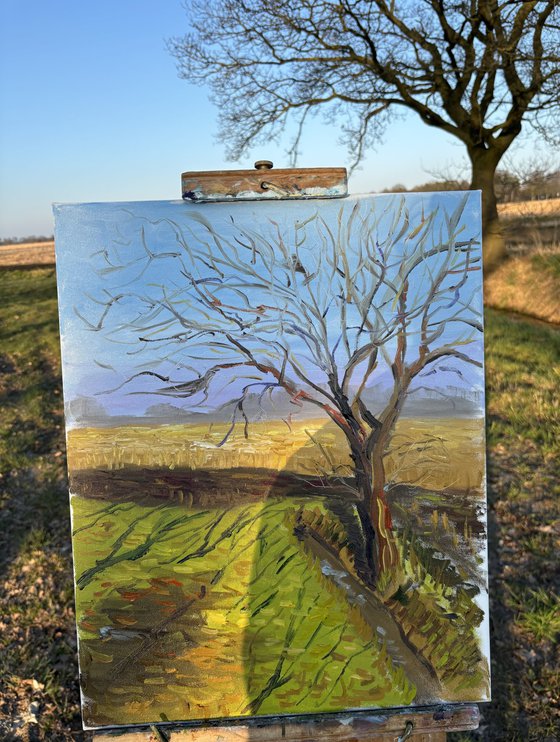 Lone Tree in a March Field