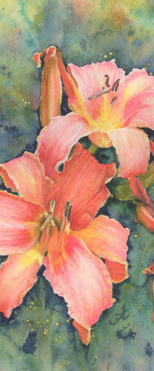 Life cycle of a Day Lily by Jenny Alsop