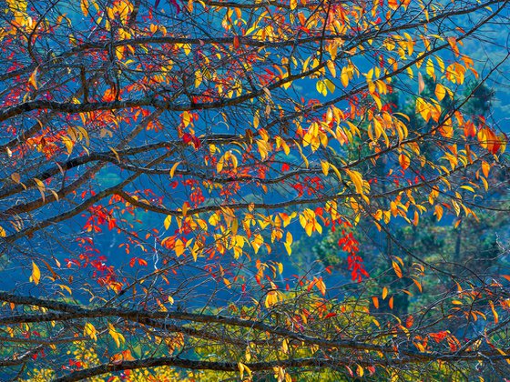 Autumn Tapestry