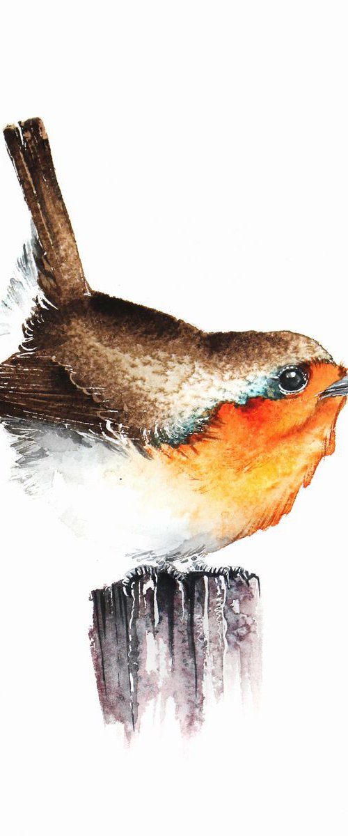 Robin,  birds, wildlife watercolours by Karolina Kijak