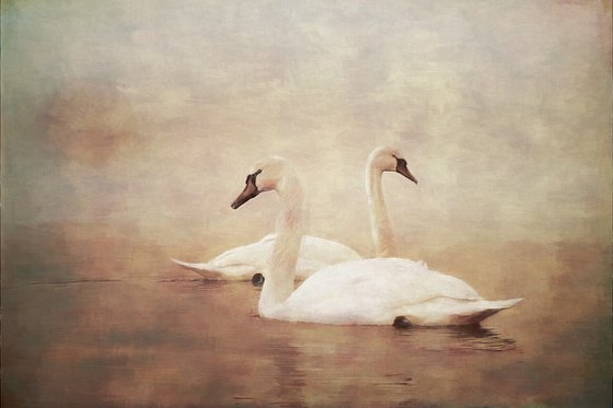 Swans...