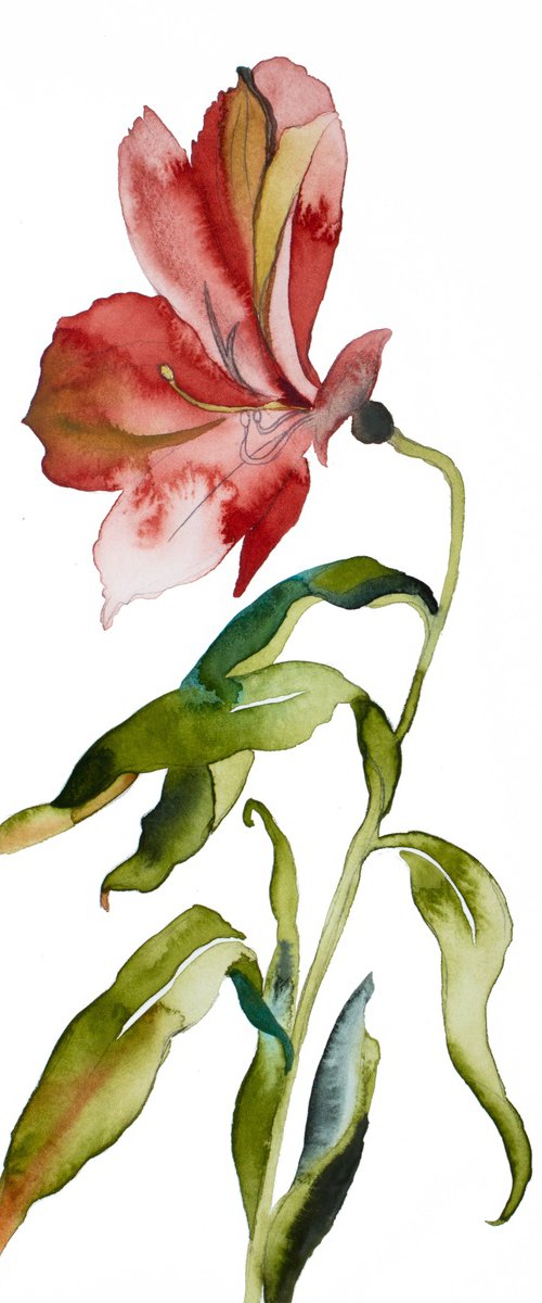 Lily No. 18 by Elizabeth Becker