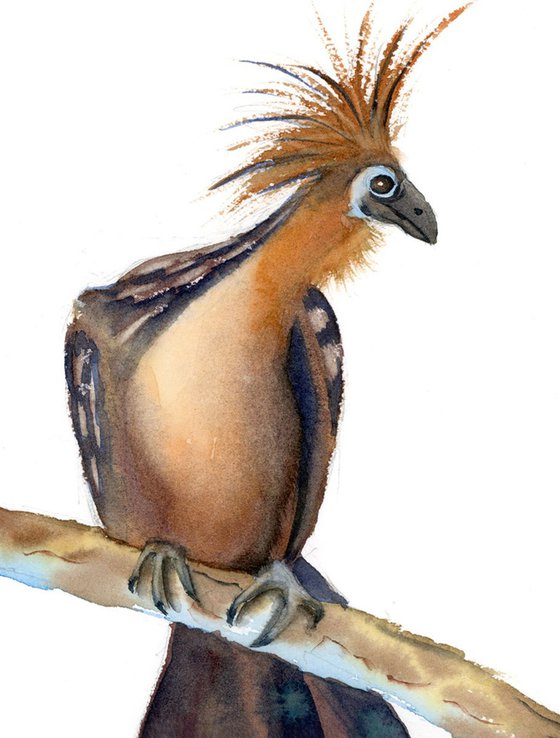 Hoatzin bird