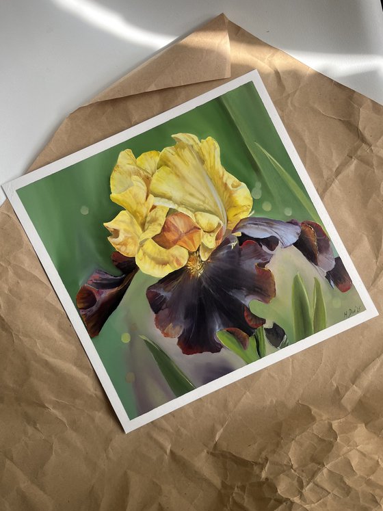 Yellow Burgundy Irises