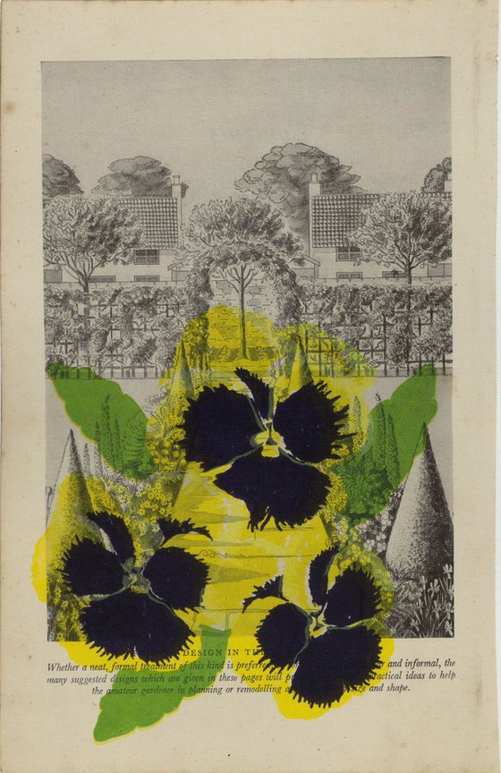 Yellow Garden Pansy