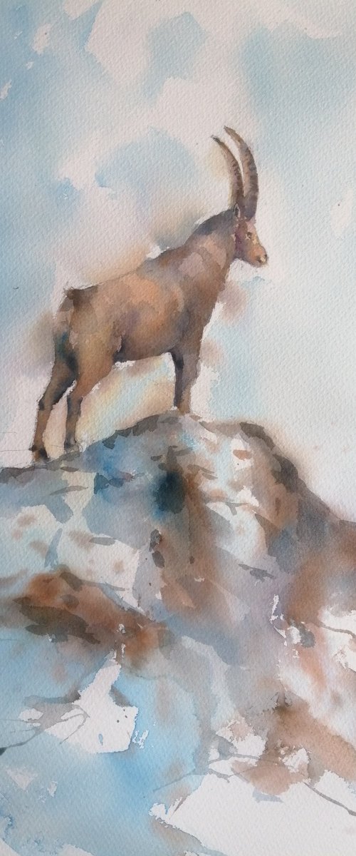 ibex by Giorgio Gosti