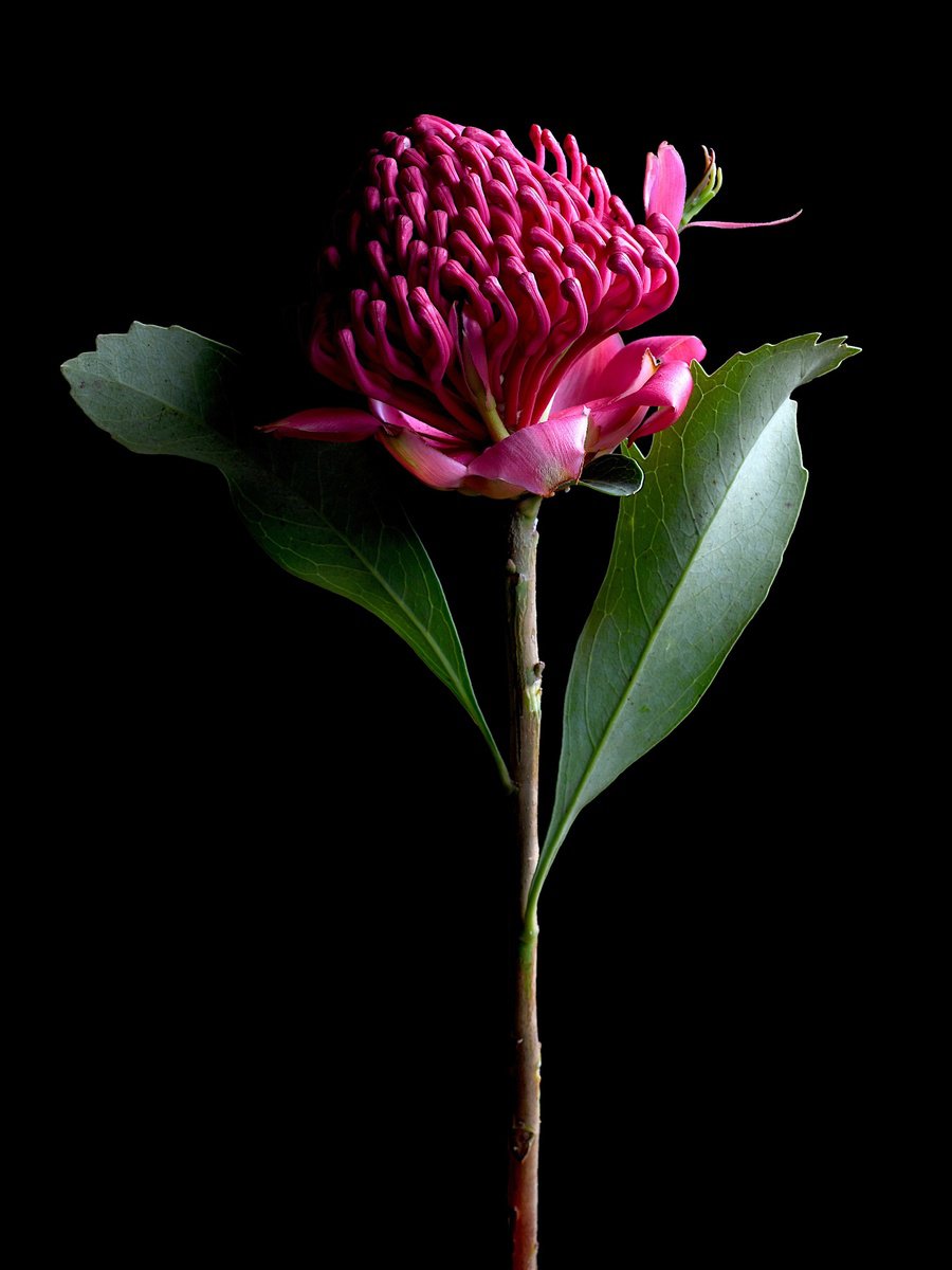 Still Life Photograph By Nadia Culph, 24 X 31", Red Waratah, Original Artwork