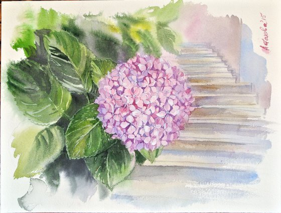 A Hydrangea from Grimaud