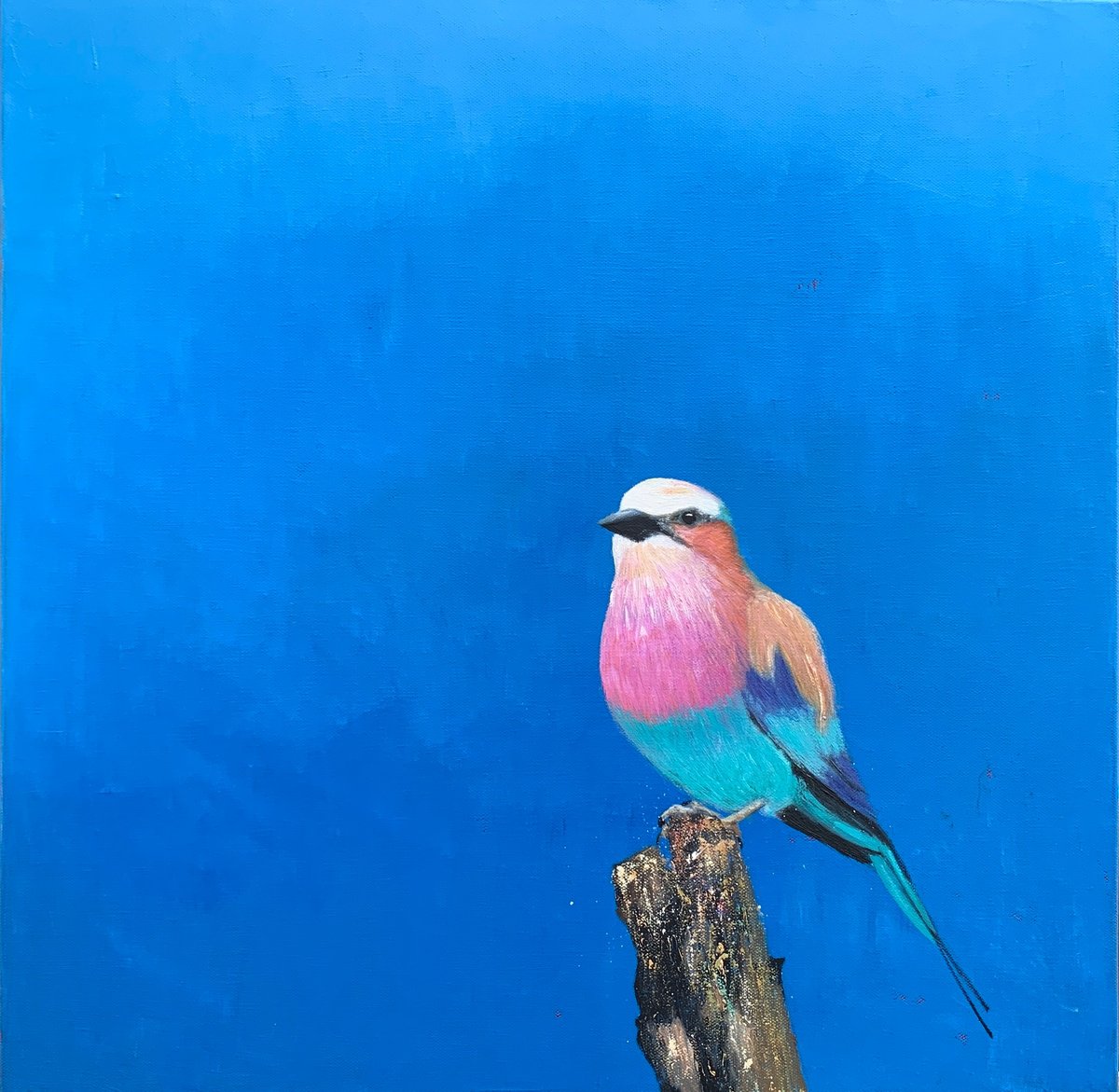 Lilac Breasted Roller by Laure Bury