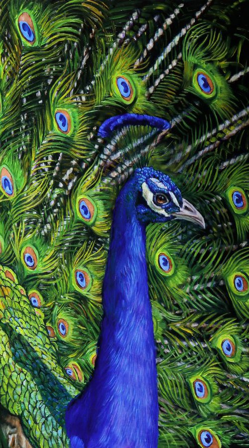 ICU (Peacock) by Andrew Schofield