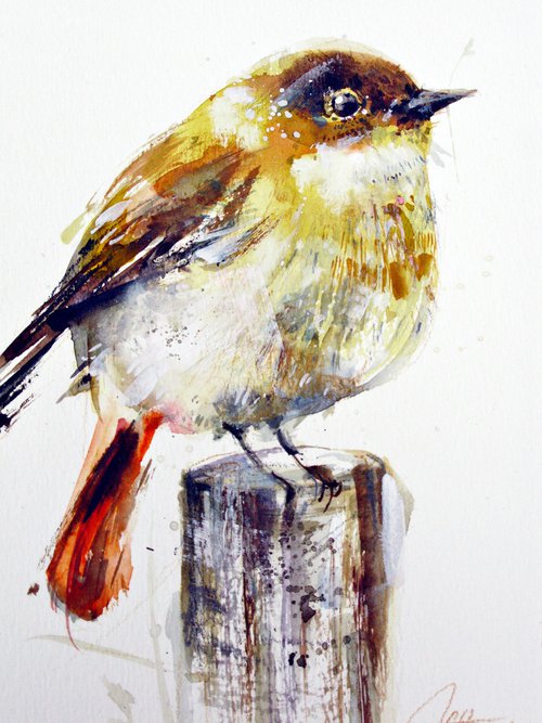 yellow robin by Anna Maria