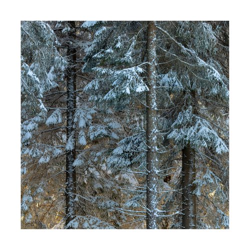 Aberdeenshire Trees IV by David Baker