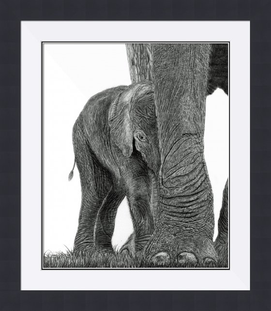 Amongst Giants (Elephant Calf)