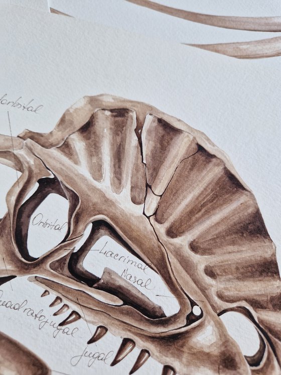 Dilophosaurus skull, anatomy