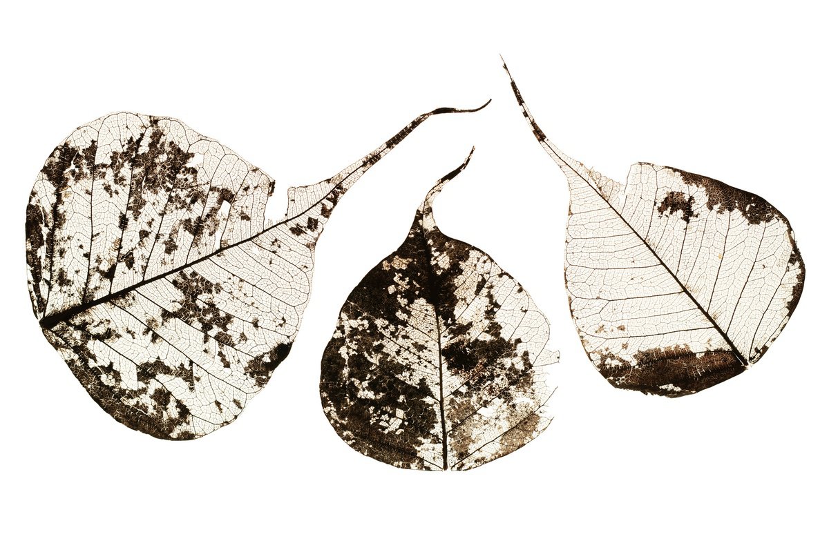 Botanical Photograph By Tal Paz-Fridman, 22 X 16", Fallen Leaves #1, Original Artwork