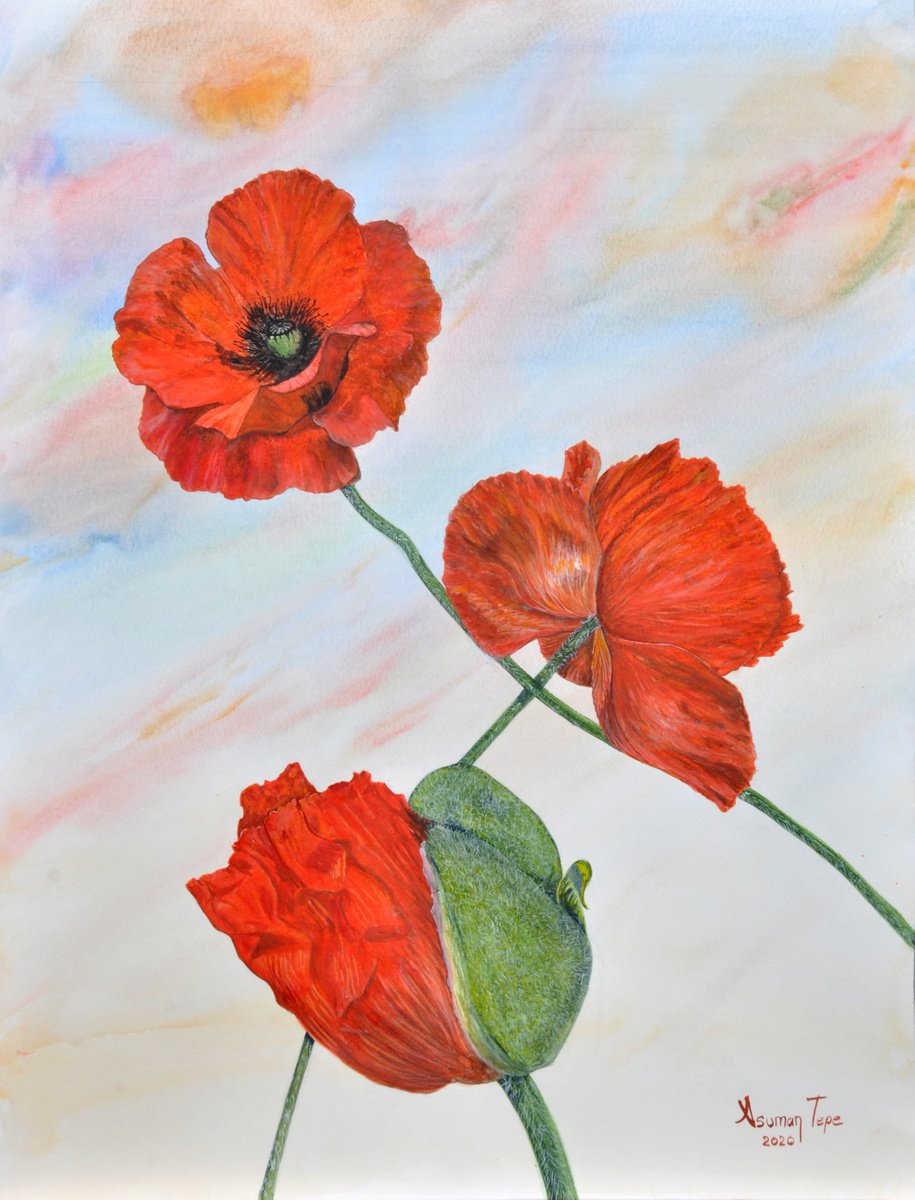 Poppies by Asuman Tepe