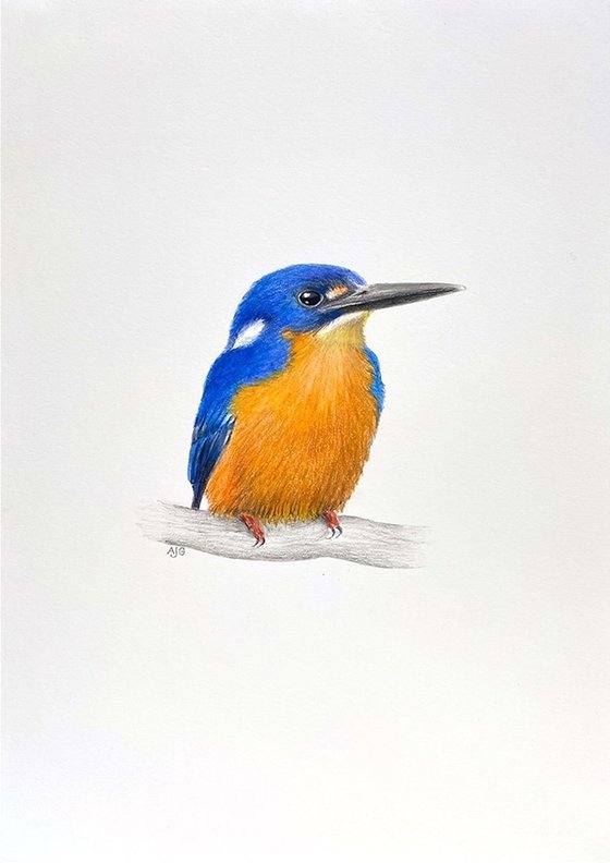 Azure Kingfisher