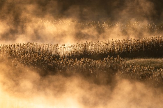Dancing Reeds
