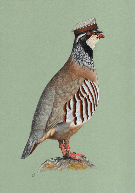 Original pastel drawing bird "Red-legged partridge"