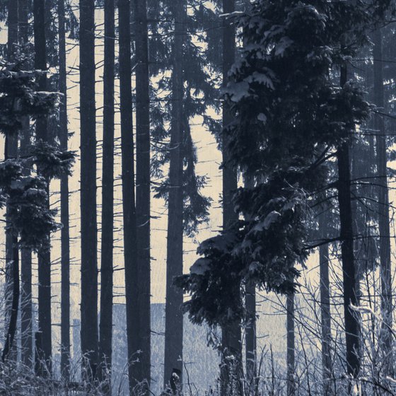 Pine-trees.
