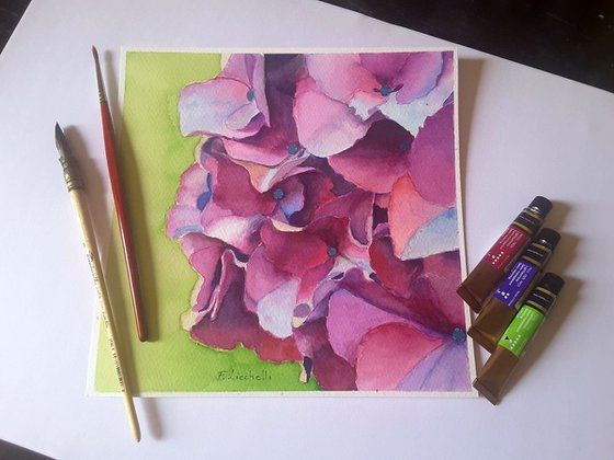 Hydrangea n.1