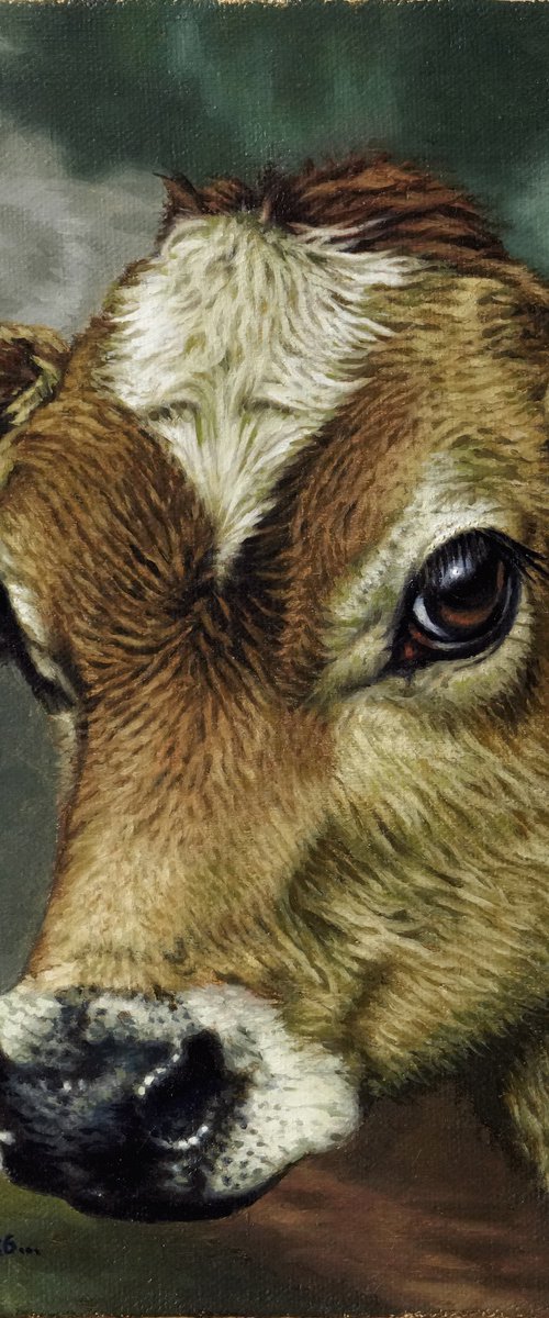 Portrait of a Calf by K Shaji