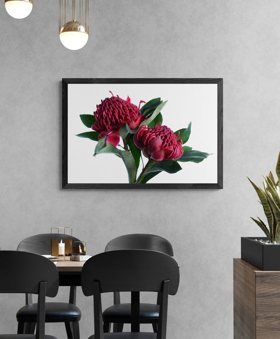 Red Waratahs