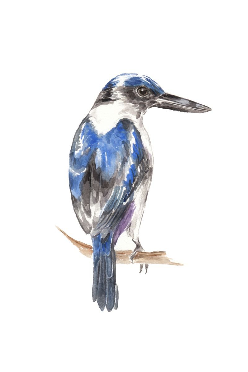 Kingfisher Bird Original Watercolor by Lauren Rogoff