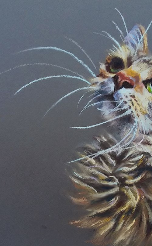 Kitten by Magdalena Palega