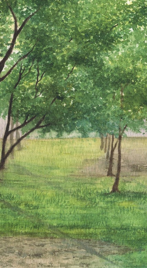 Mahogany tree grove by Shweta  Mahajan
