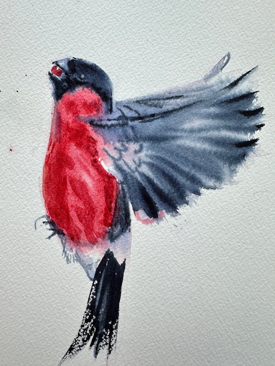 Bullfinch