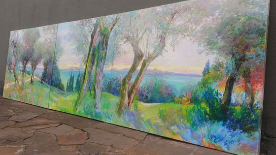 Olive grove.