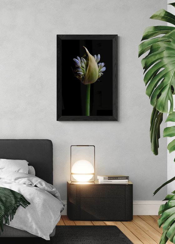 Flowering Agapanthus