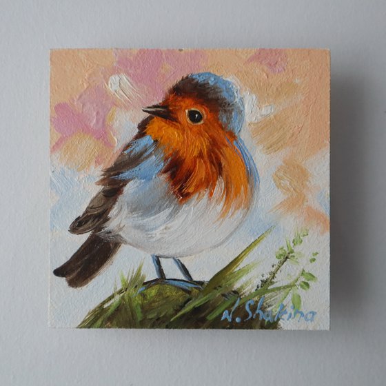 Small Robin Bird