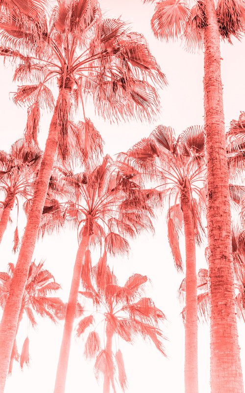 PINK PALMS 4. by Andrew Lever