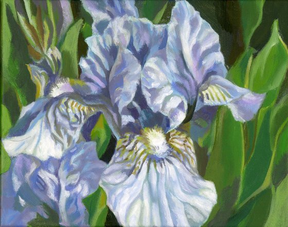 light blue iris