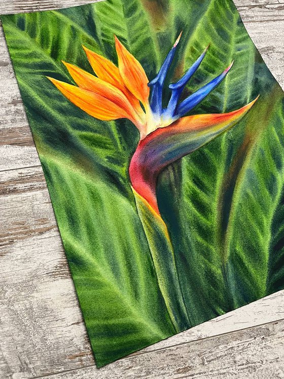 Bird of Paradise