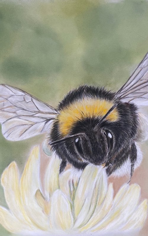 Bumblebee on flower by Maxine Taylor