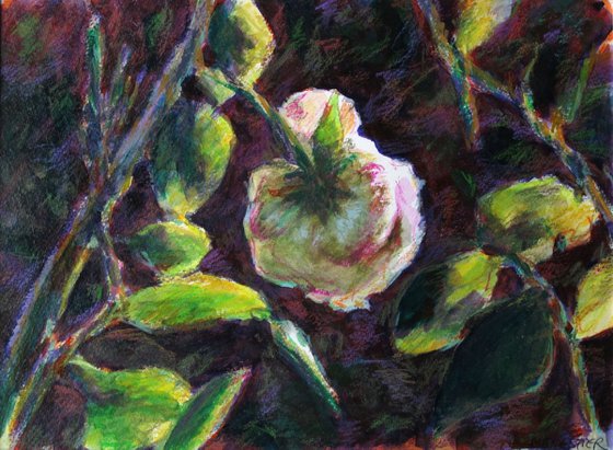Ronsard's rose in my garden, mixed media drawing, 11,8X8,5 inches.