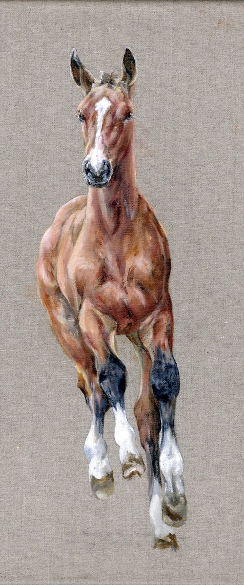 Running foal, colt, horse by Una Hurst
