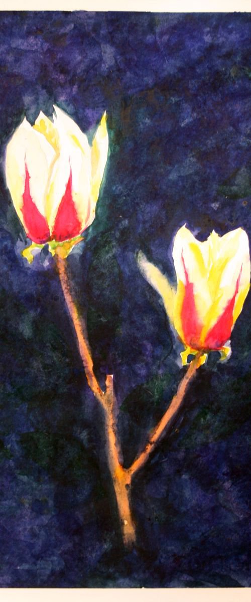 magnolia in the night by Salana Art / Svetlana Samovarova