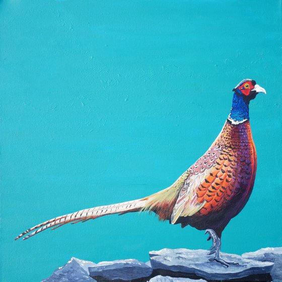 Pheasant on a drystone wall