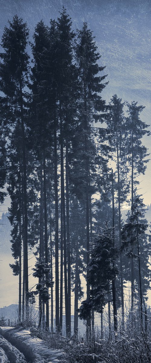 Pine-trees. by Valerix
