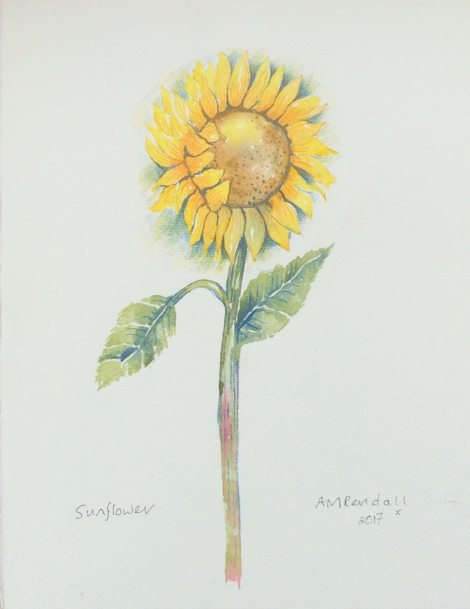 Sunflower by Angela Rendall