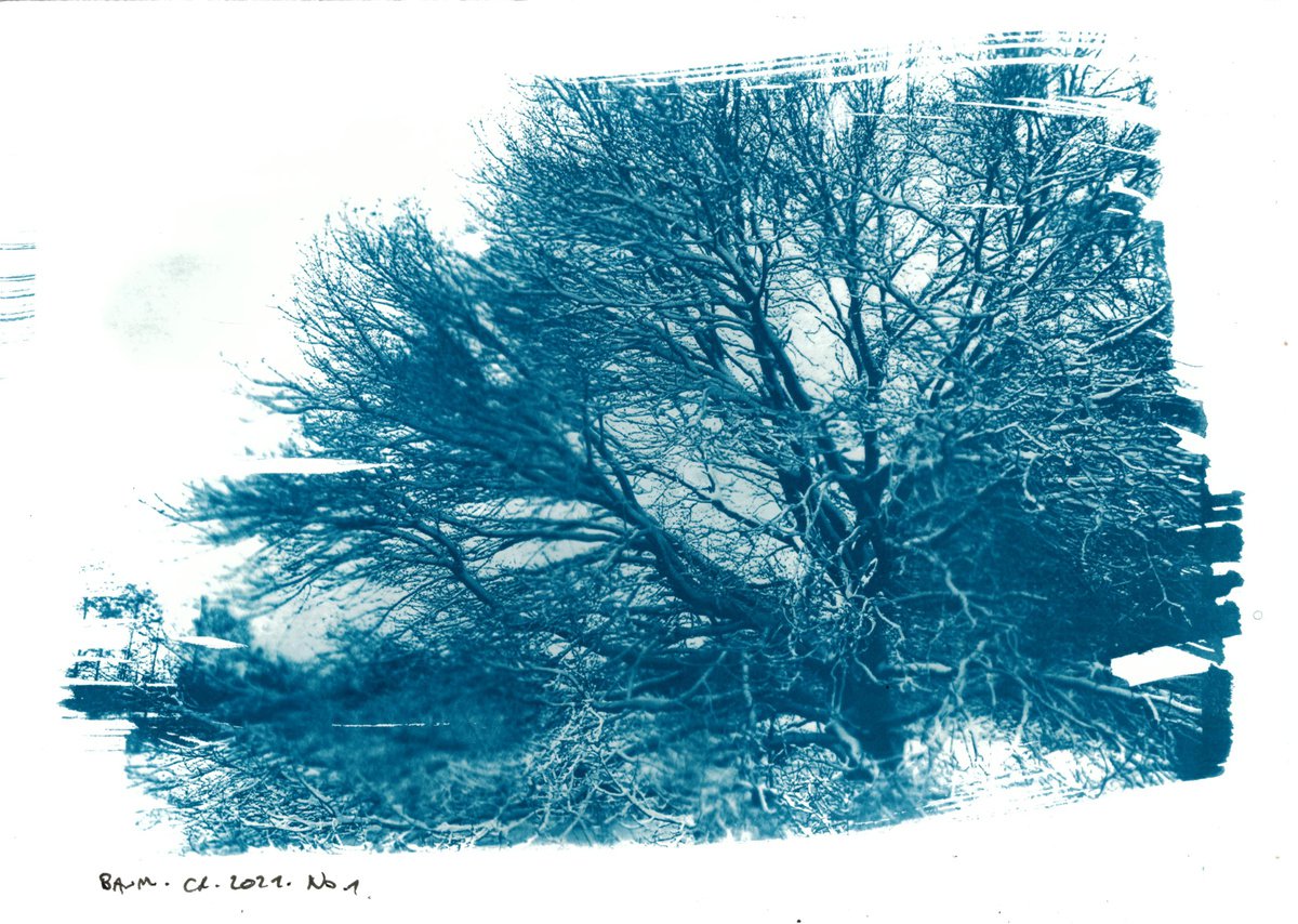 Cyanotype - Baum No.1 by Reimaennchen - Christian Reimann