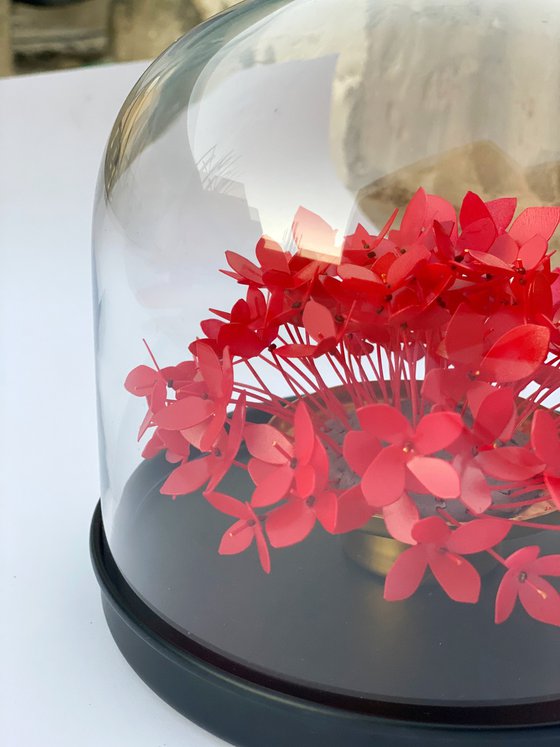 Ixora Bloom