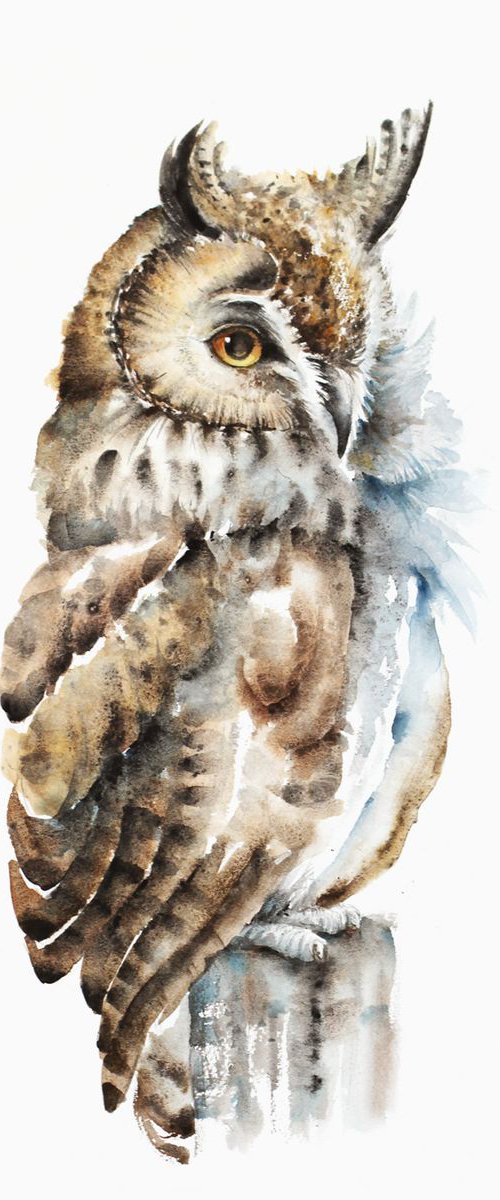 Long-eared Owl, wildlife, birds watercolours by Karolina Kijak