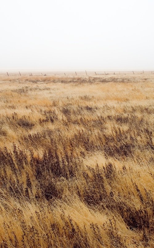 Grasses - 2009 32 inches wide by Gary Moger