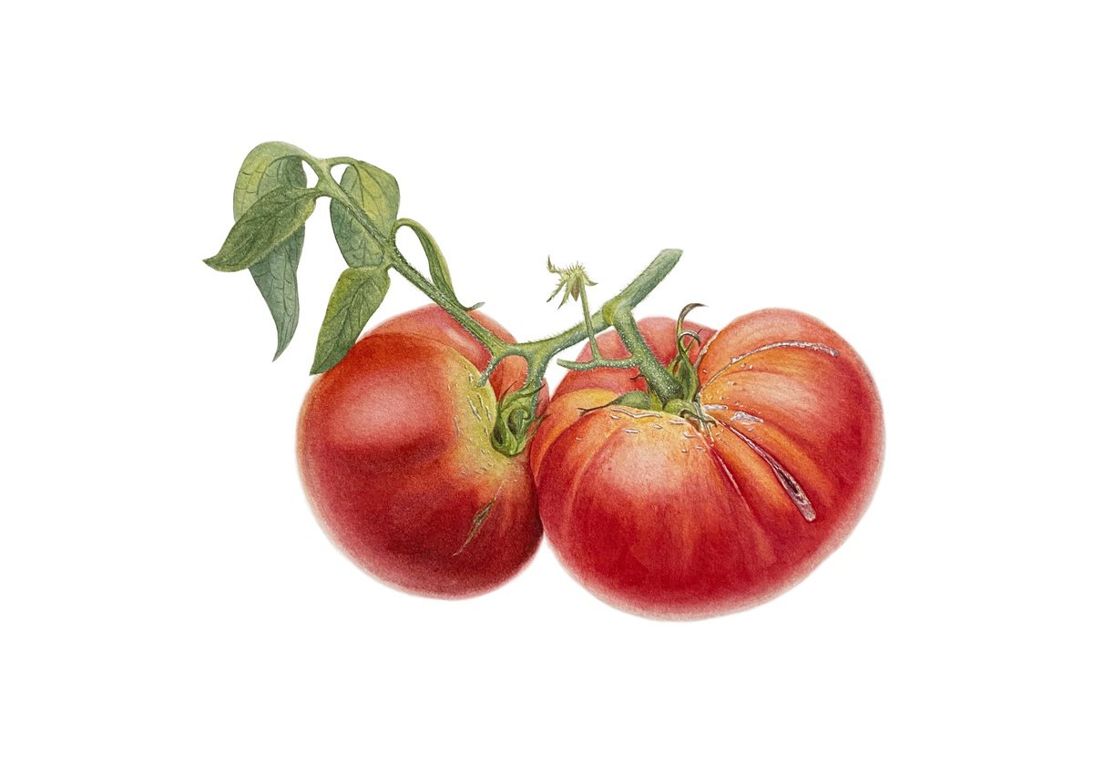 Photorealistic Botanical Watercolour By Tina Shyfruk, 12 X 8", Tomatoes With A Branch, Original Artwork